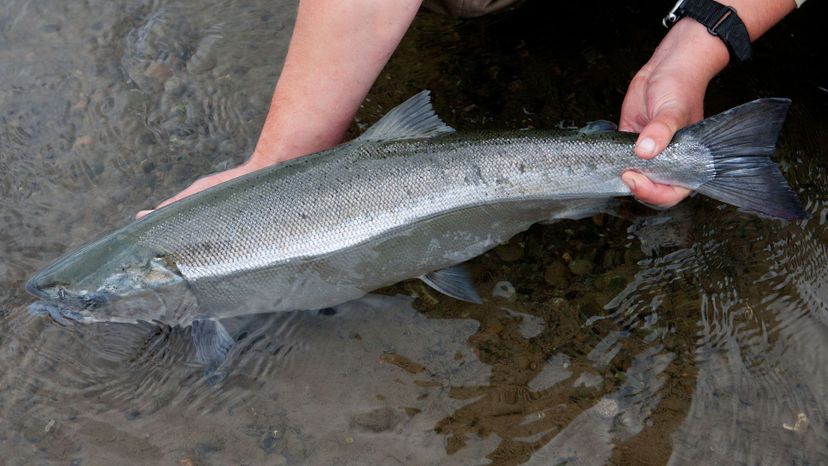 Coho salmon