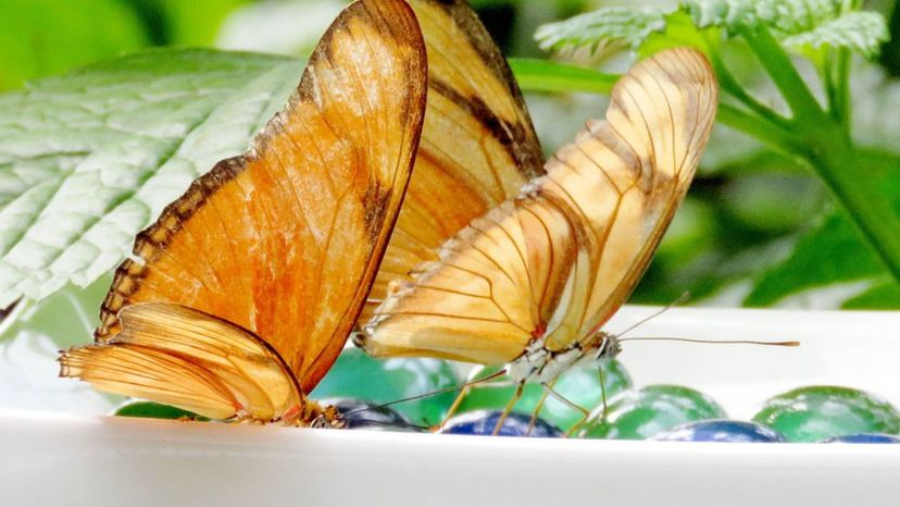 Orange Barred Sulphur Butterfly