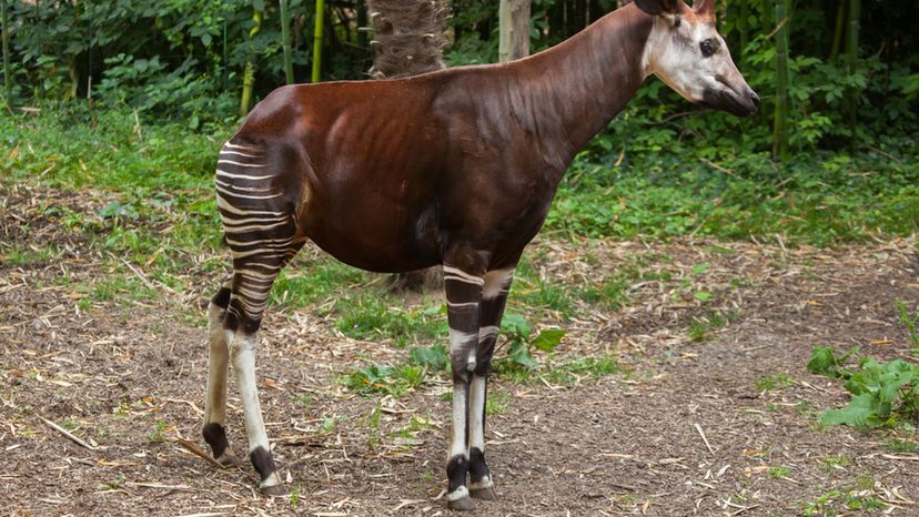 Okapi