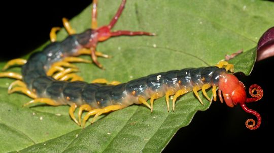 Only 1 in 30 People Can Name All of These Venomous Animals from an Image. Can You?