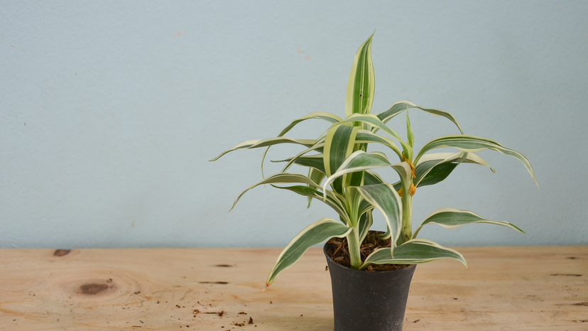 Dracaena garden plant