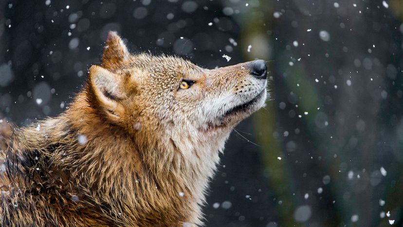 Can We Figure Out Your Spirit Animal in Just 30 Questions?