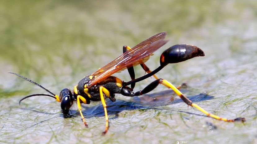 Mud Dauber