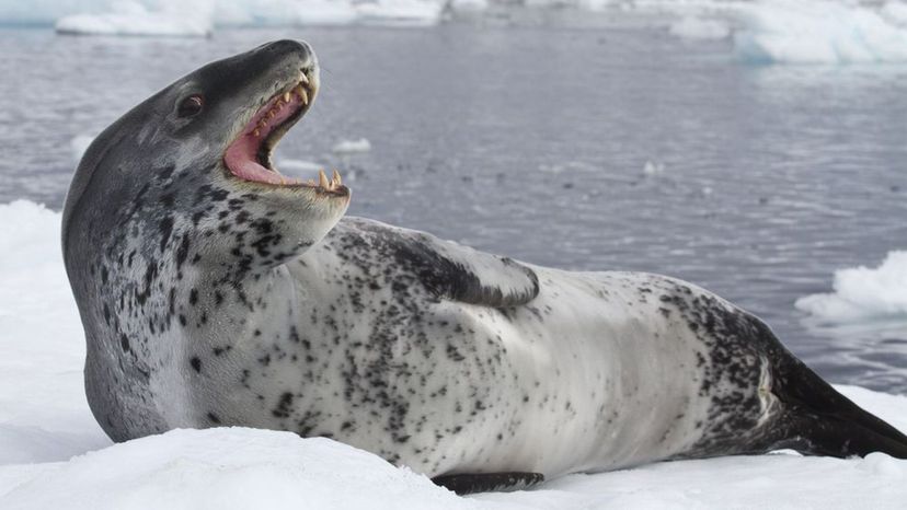 Leopard Seal