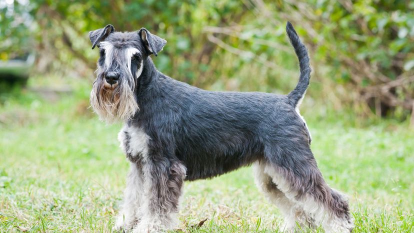 Miniature Schnauzer