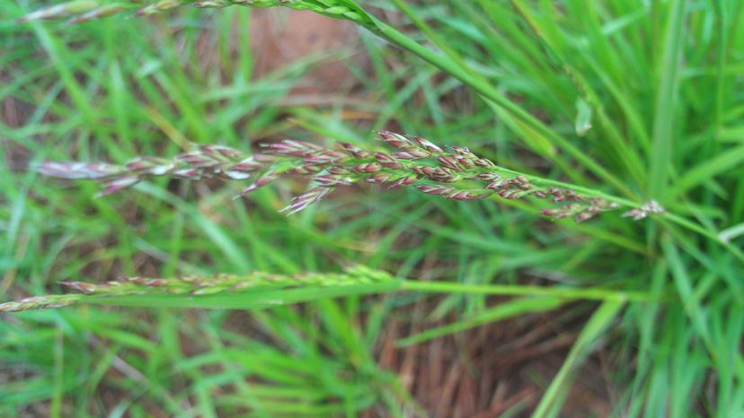 Creeping Red Fescue