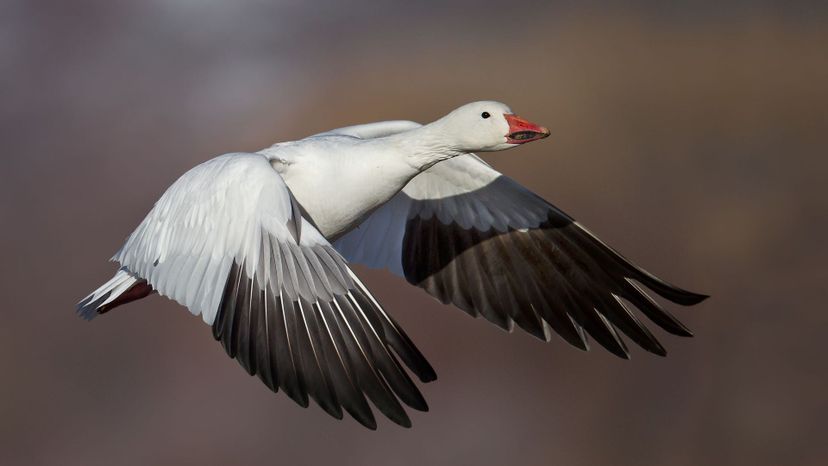 Snow Goose