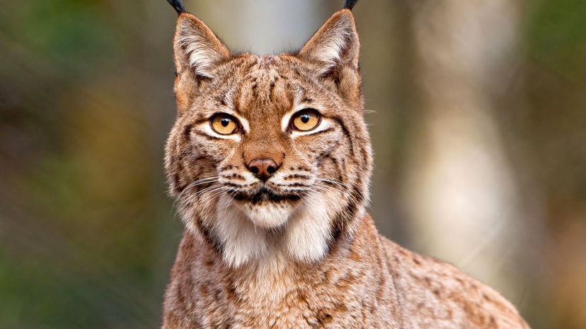 Lynx