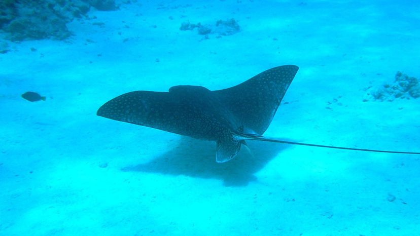 Stingray