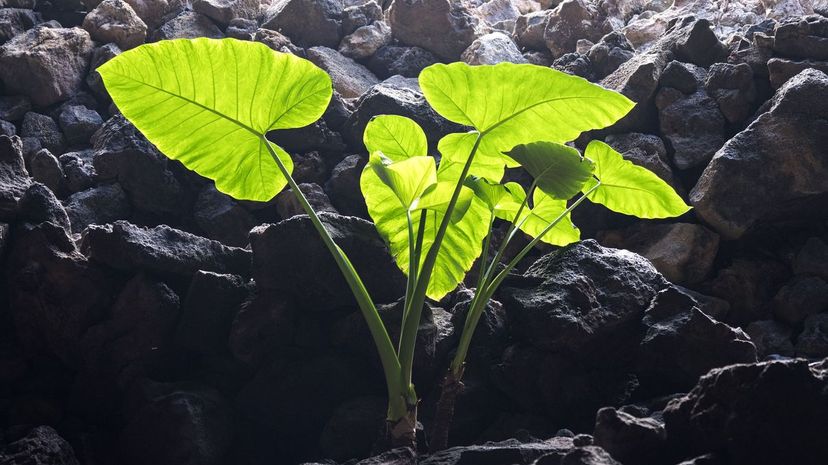 Elephant ear