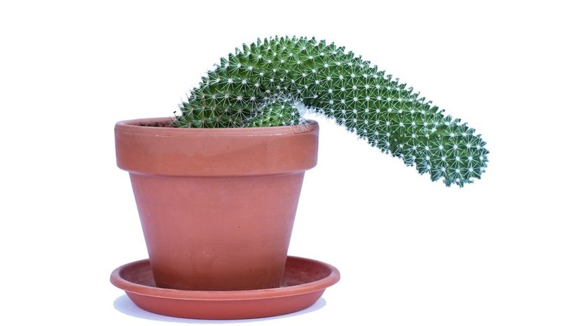 Flaccid cactus