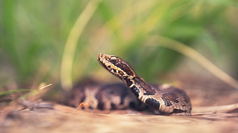 33 Juvenile cottonmouth