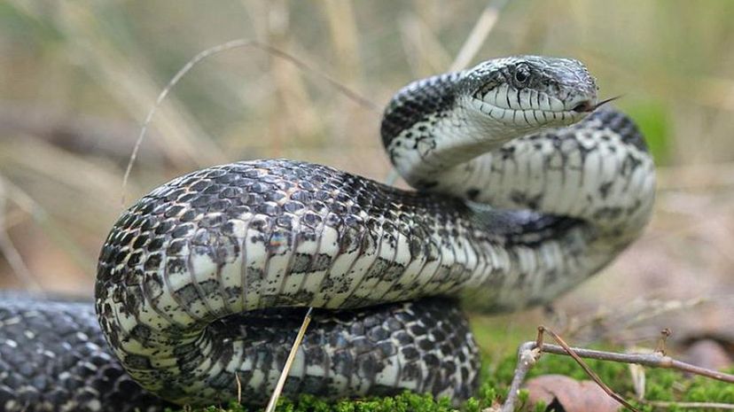 Gray Ratsnake