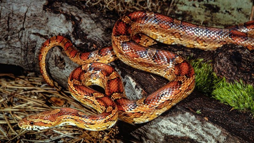 36 Corn Snake