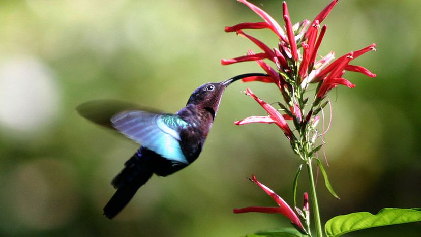 hummingbird