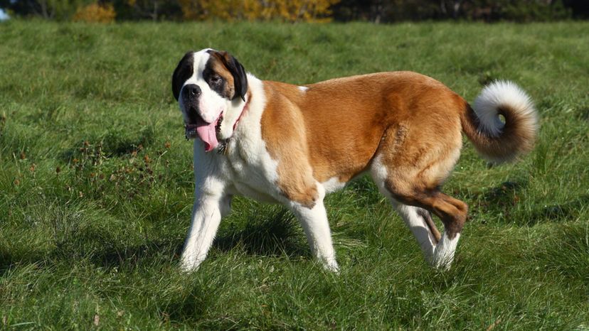 St. Bernard