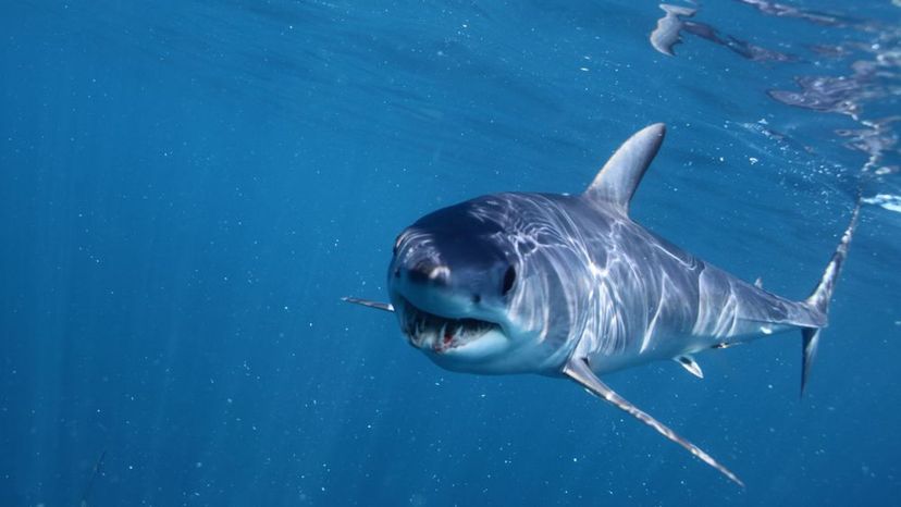 Shortfin Mako