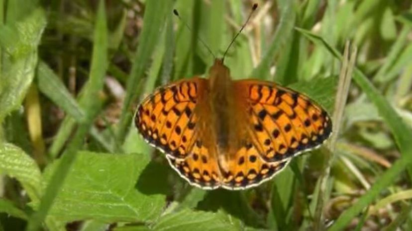 Callippe Fritillary