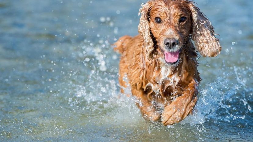 Cocker Spaniel