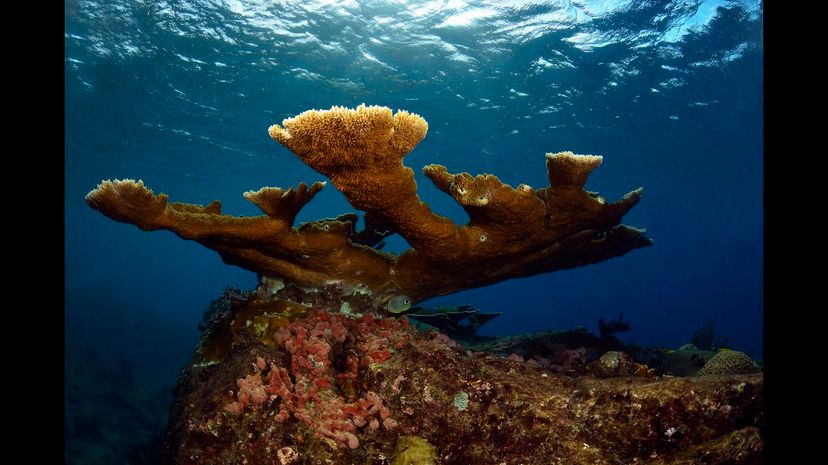 Elkhorn coral