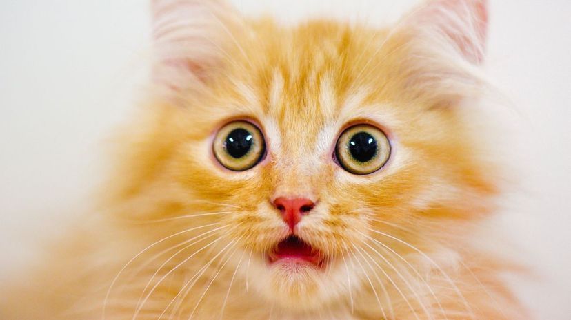 Which Cat Breed Is Your Soul-Pet?