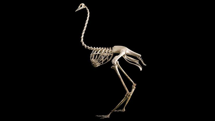 Ostrich