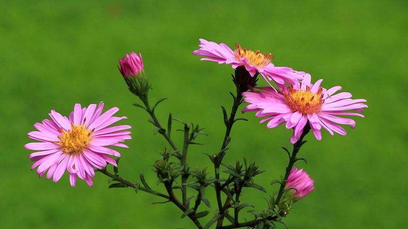 Fall Aster