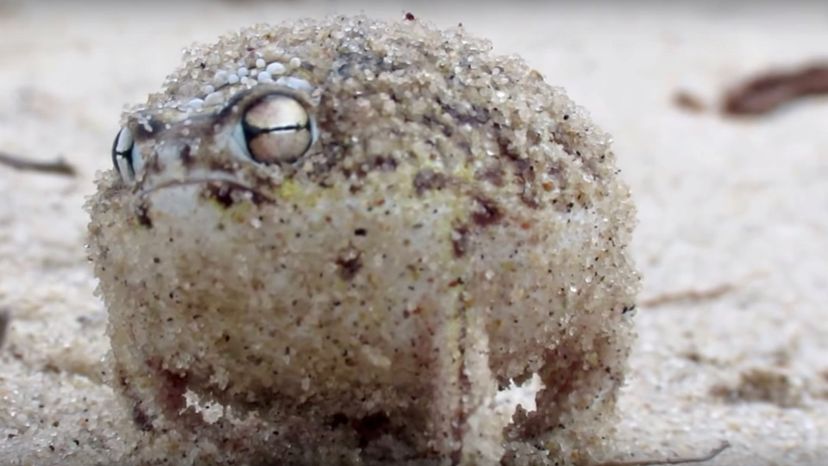 Desert rain frog