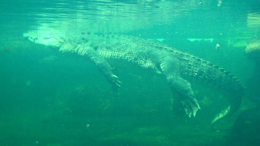 Q 14 Underwater Alligator