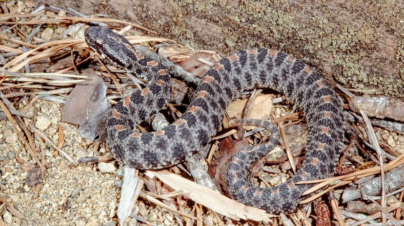 Dusky pygmy rattlesnake