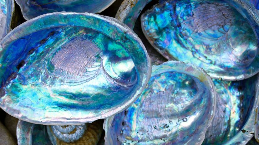 1 Abalone