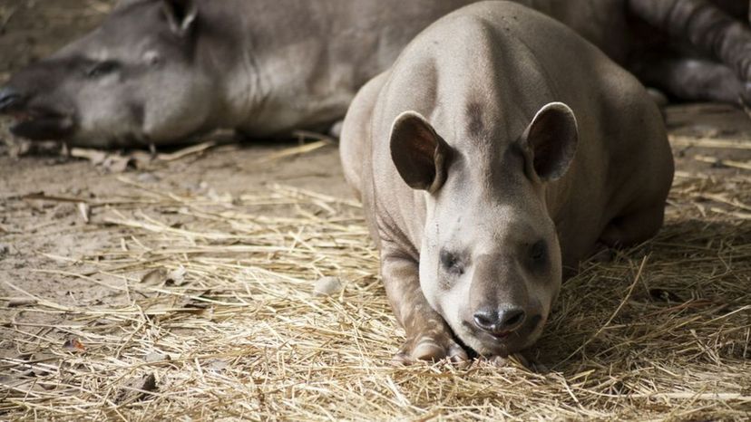 Brazilian tapir