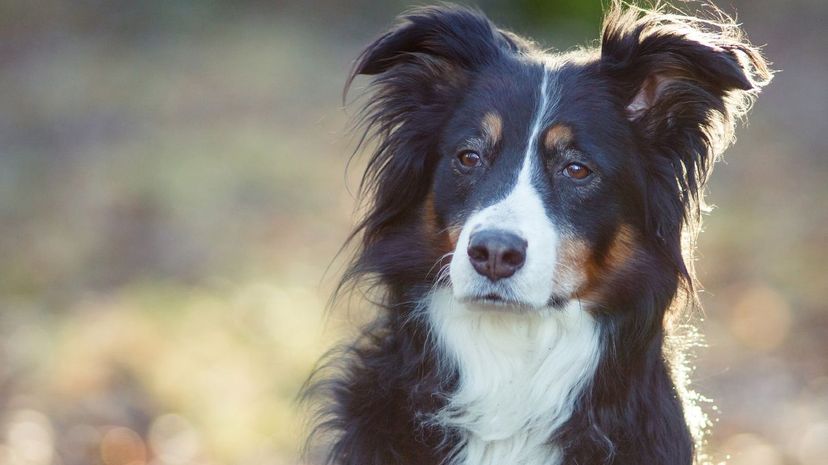 Australian Shepherd