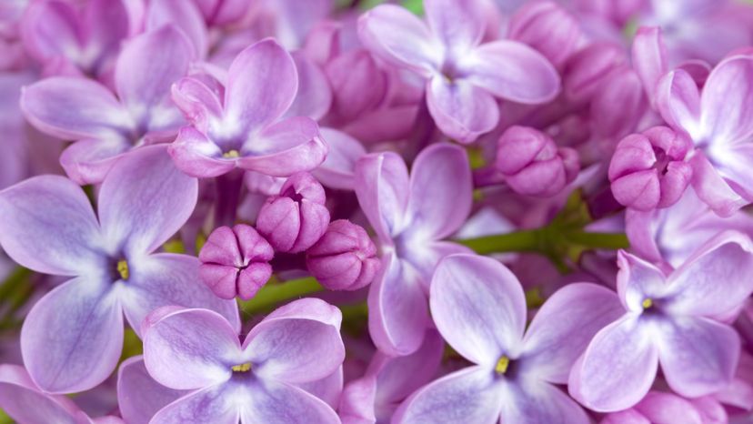 lilac flowers