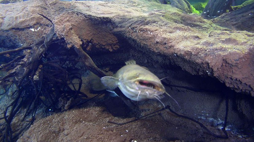 Channel Catfish