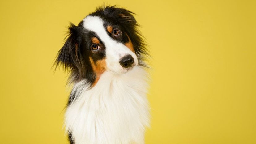 Can We Guess Your Dog's Name in 30 Questions?