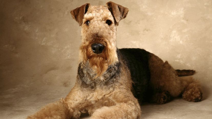 airedale terrier