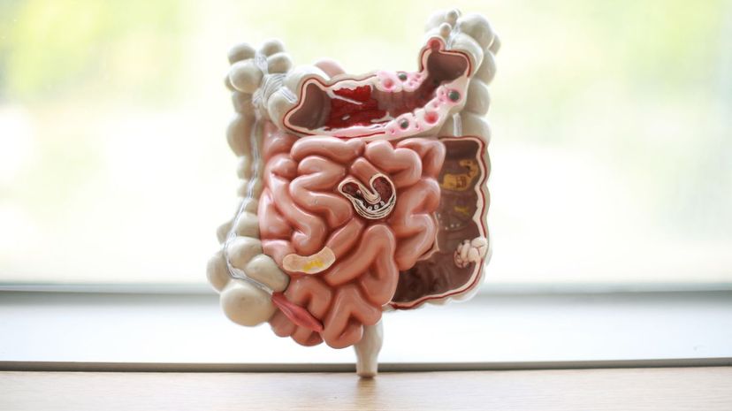 Model of intestines