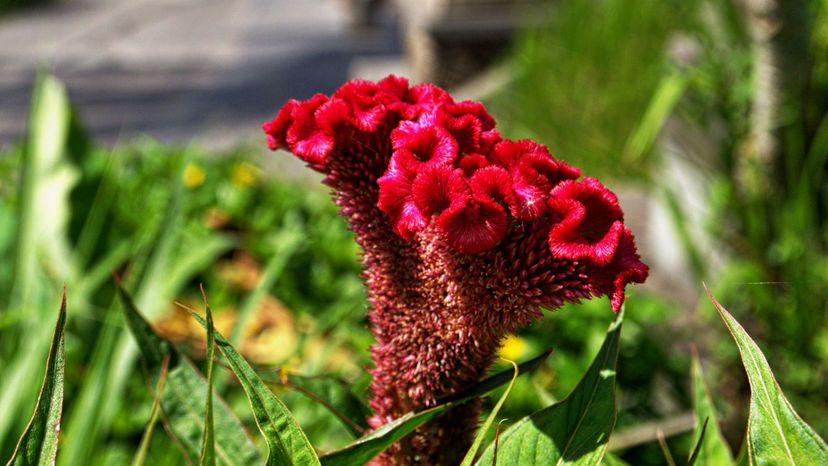 Coxcomb