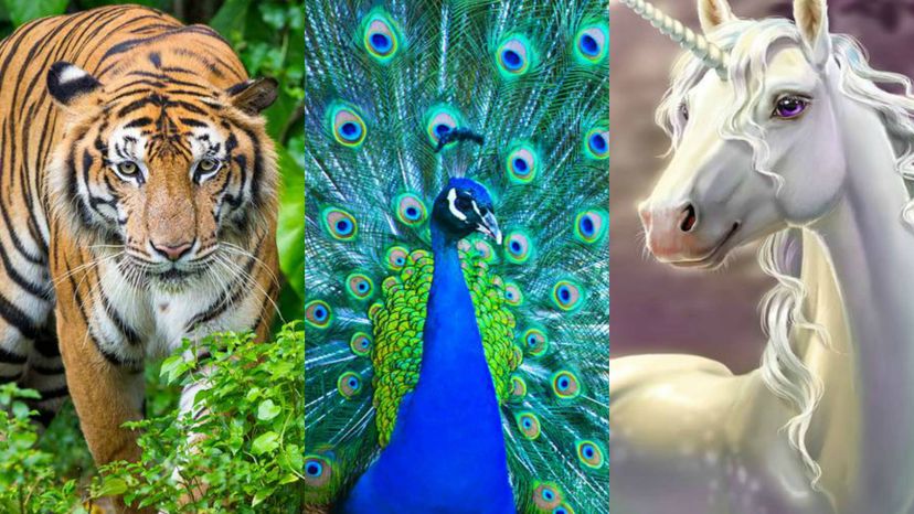 What's Your Beauty Spirit Animal?