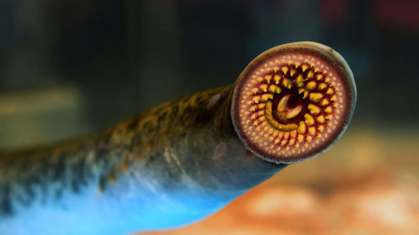 Lamprey