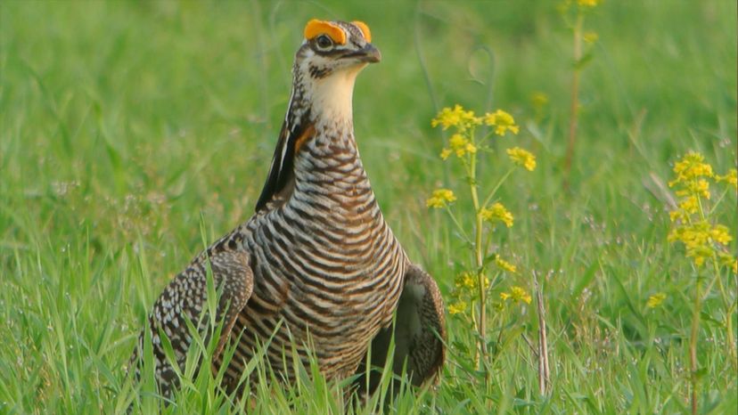 Greater Prairie-Chicken