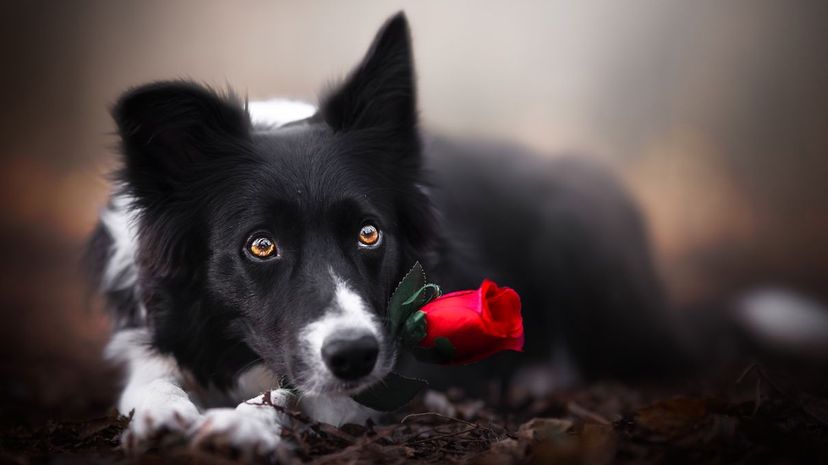 Border Collie