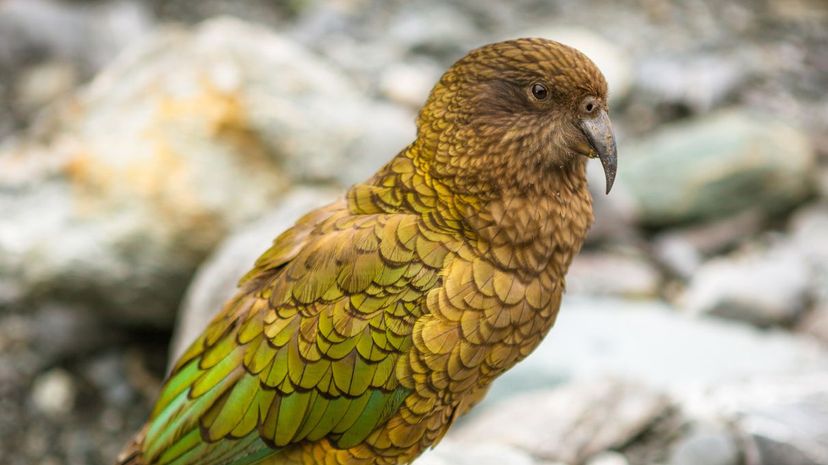 Kakapo