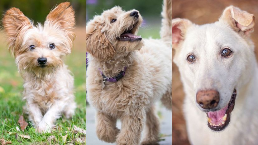 Dog breeds with the best sale best personality