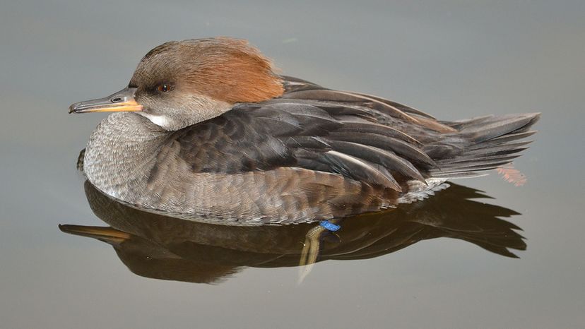 Hooded Merganser