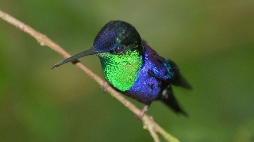 Violet-crowned woodnymph