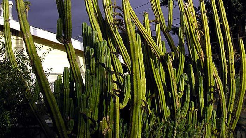 San_Pedro_cactus_-14_feet_tall
