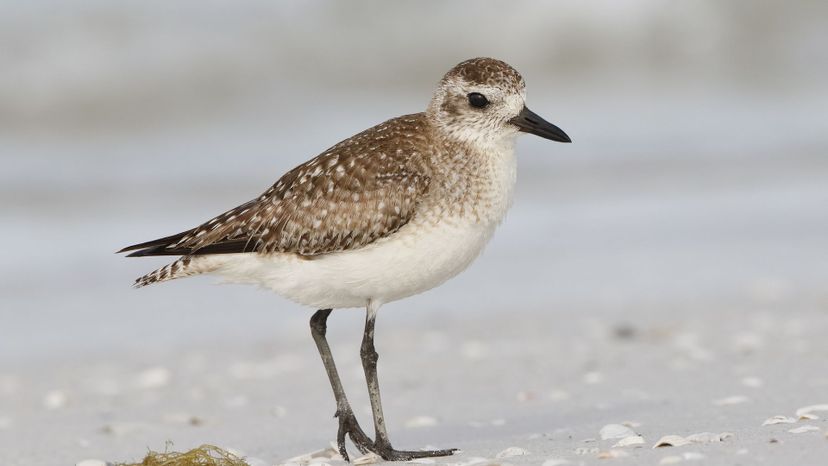 American Plover