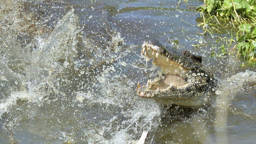 Cuban Crocodile